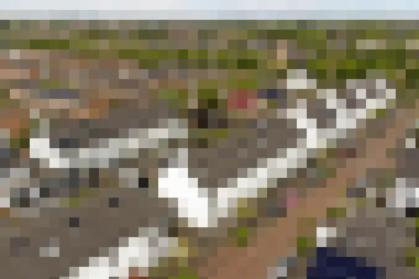 Sterappel 26 Fijnaart thumbnail 40