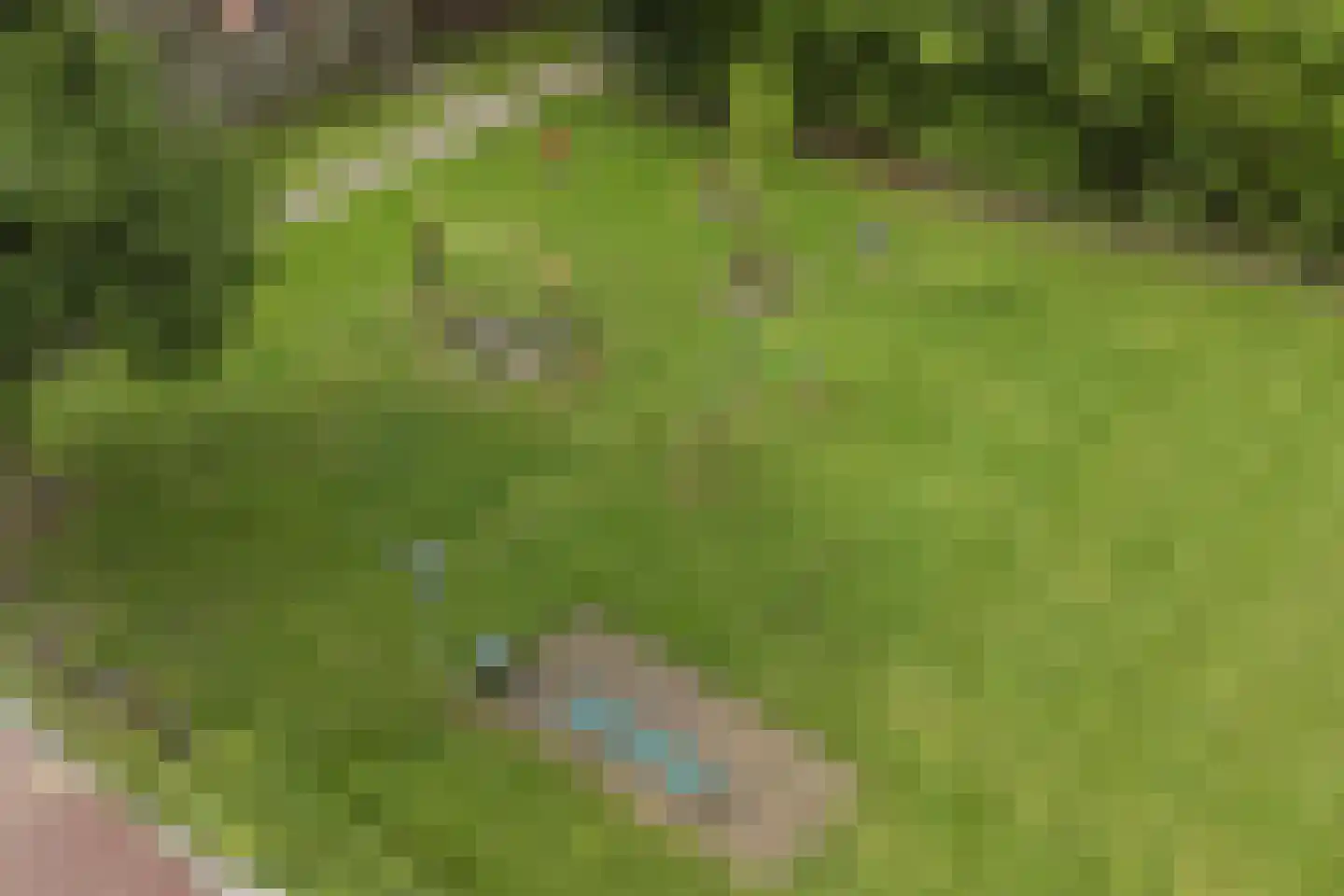 Sterappel 26 Fijnaart thumbnail 46