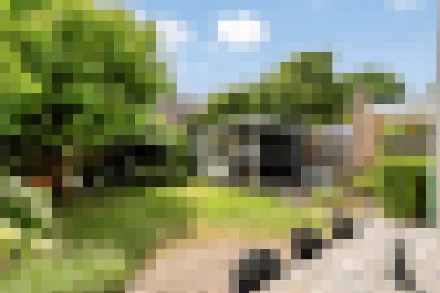 Sterappel 28 Eijsden thumbnail 33