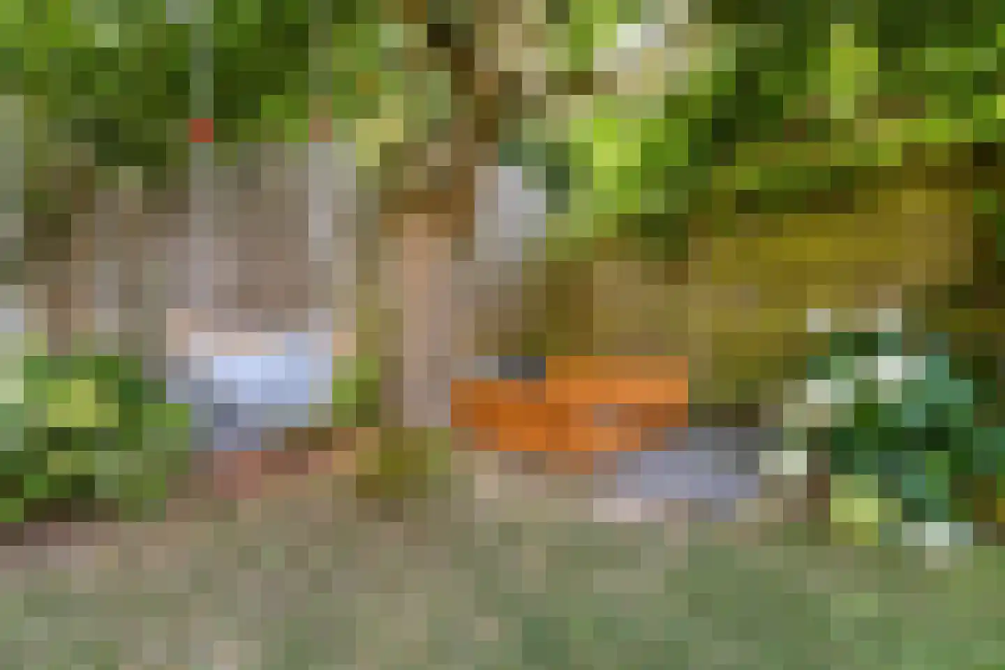 Sterappel 28 Eijsden thumbnail 37