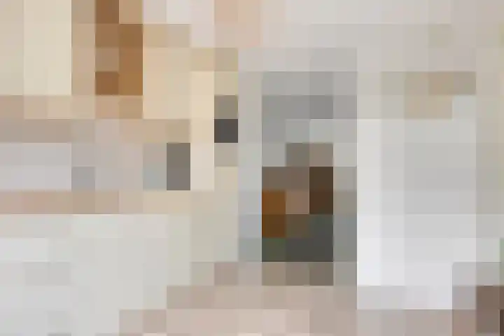 Sterappel 29 Heino thumbnail 12
