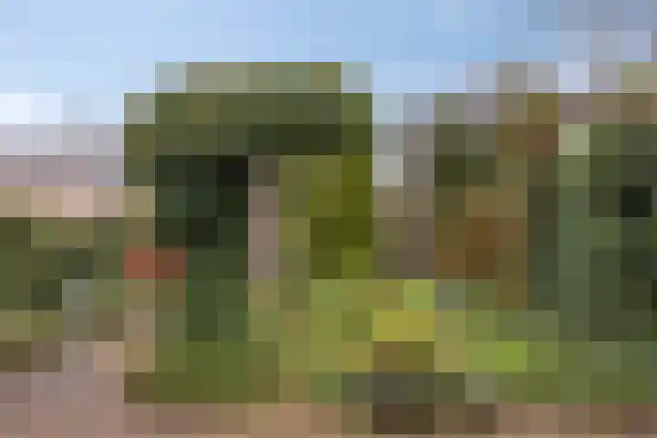 Sterappel 29 Heino thumbnail 36