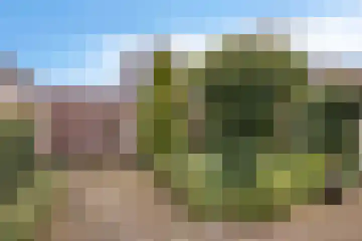 Sterappel 29 Heino thumbnail 37