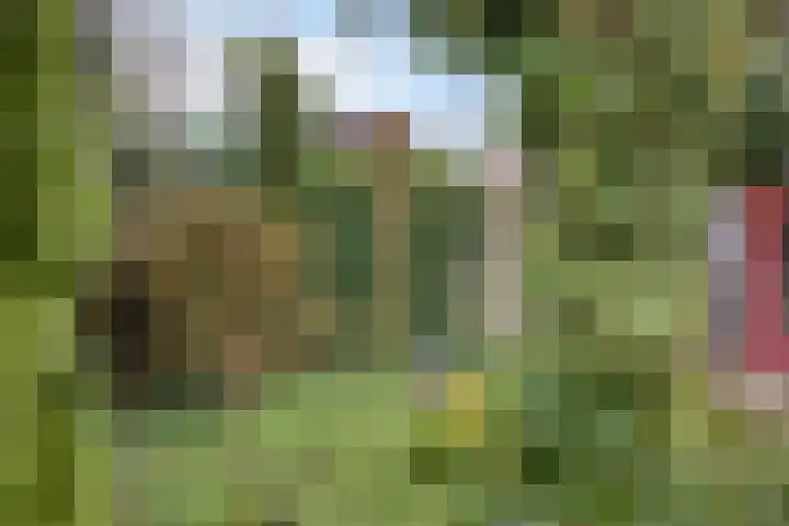 Sterappel 29 Heino thumbnail 39