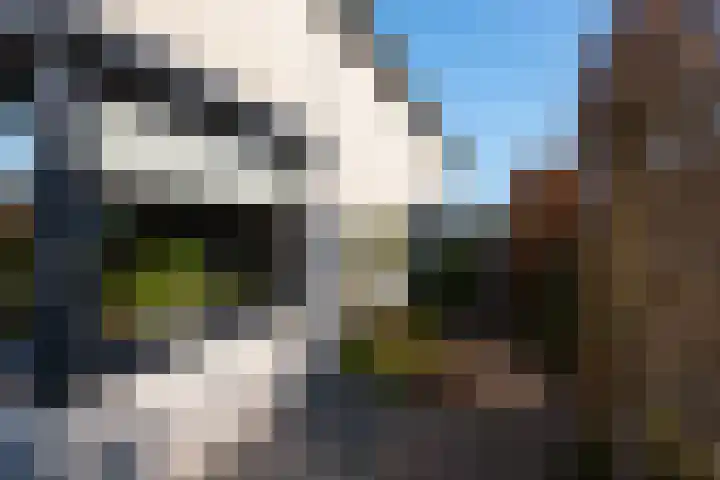 Sterappel 3 Dodewaard thumbnail 35