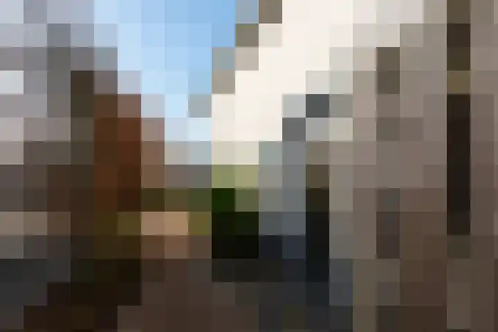 Sterappel 3 Dodewaard thumbnail 36