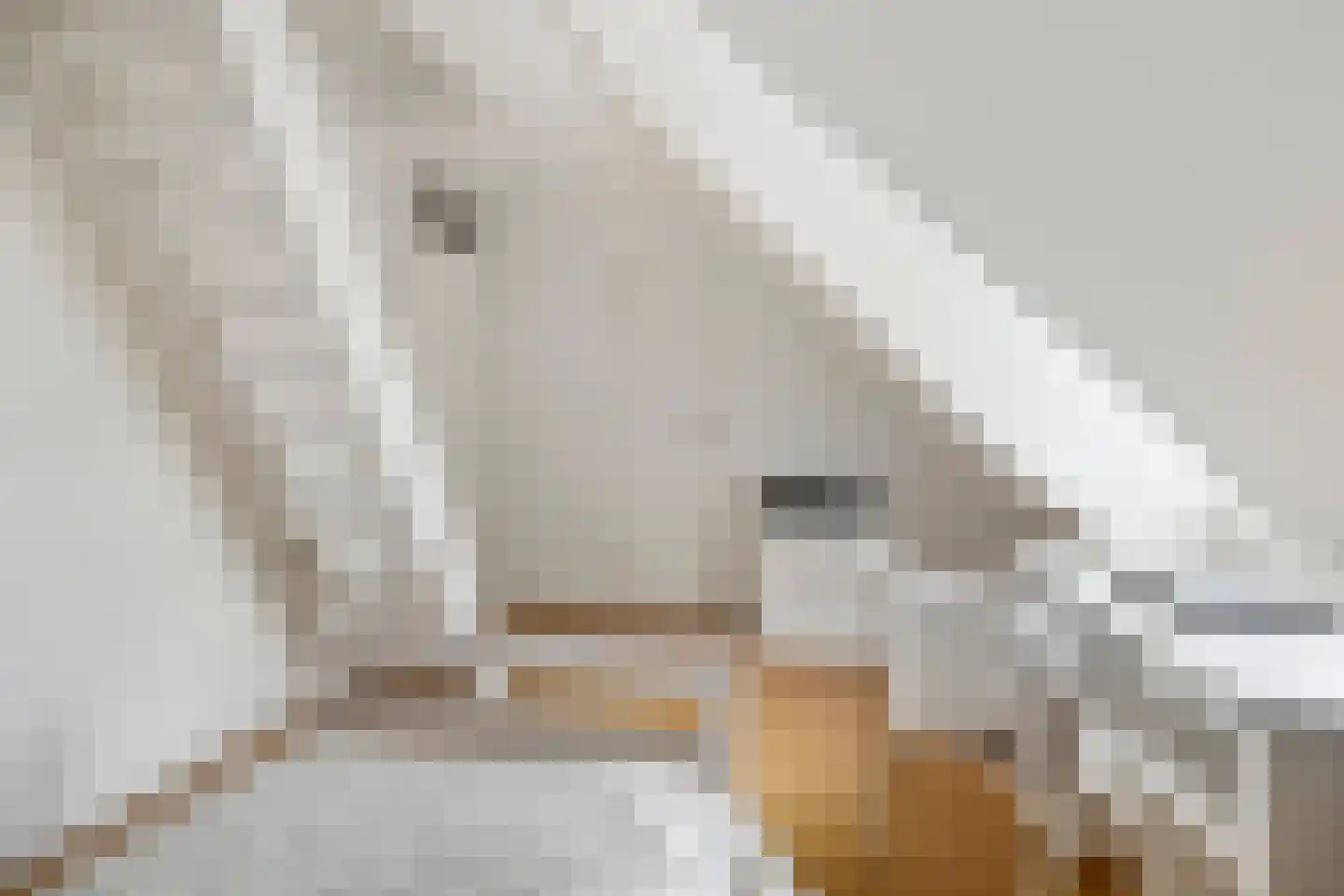 Sterappel 31 Asten thumbnail 26