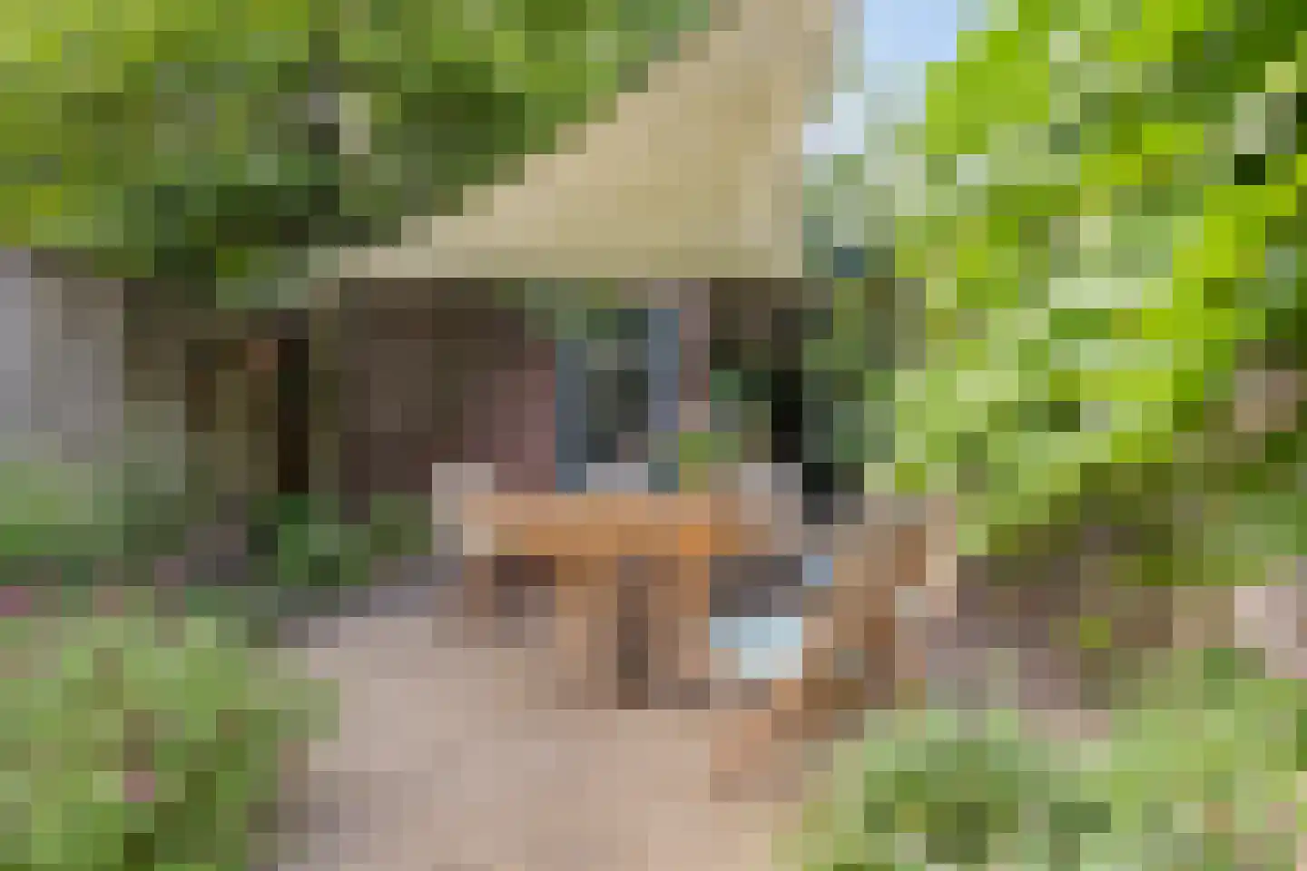 Sterappel 31 Asten thumbnail 29