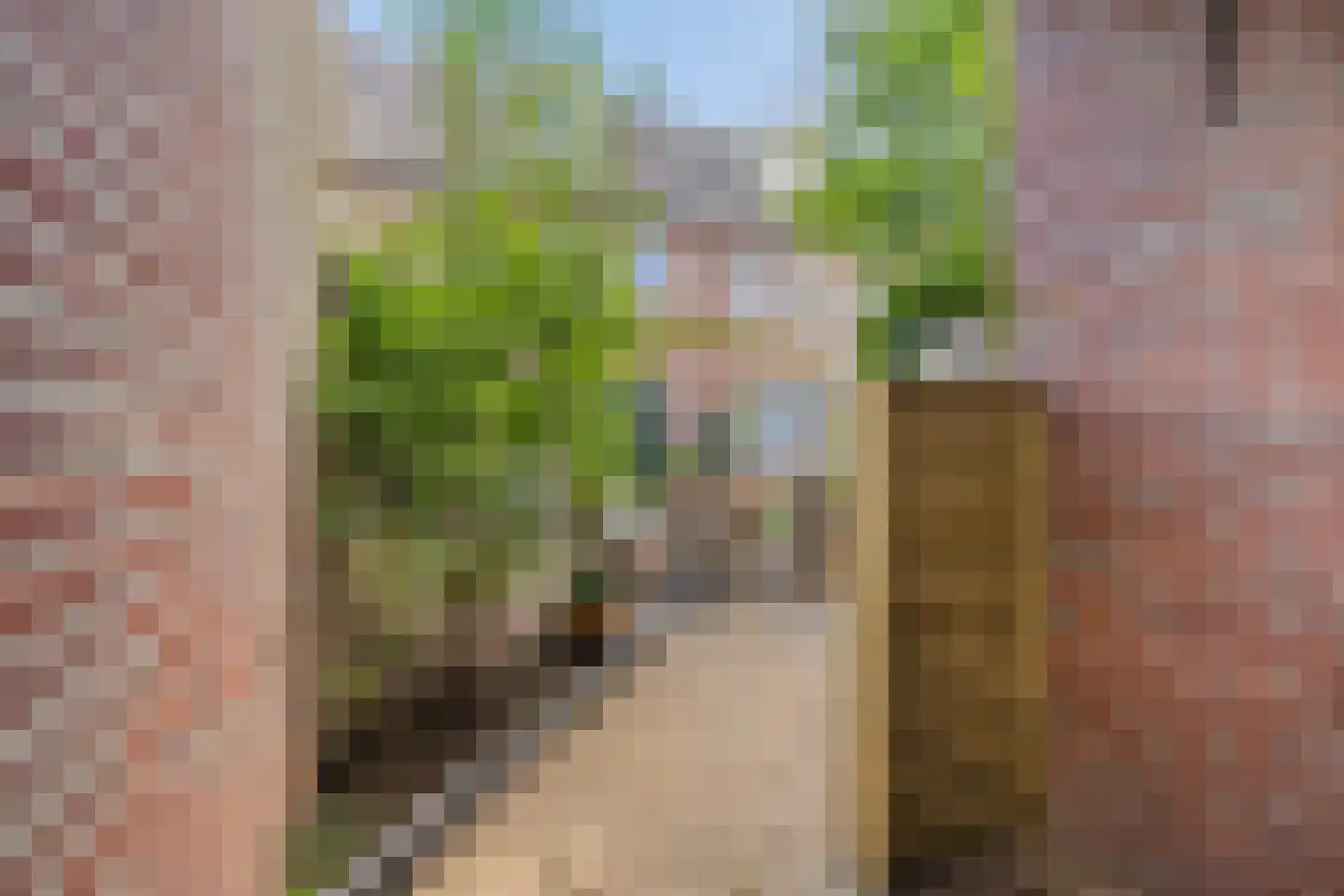 Sterappel 31 Asten thumbnail 30