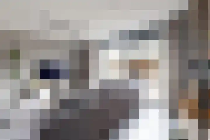 Sterappel 34 Fijnaart thumbnail 12