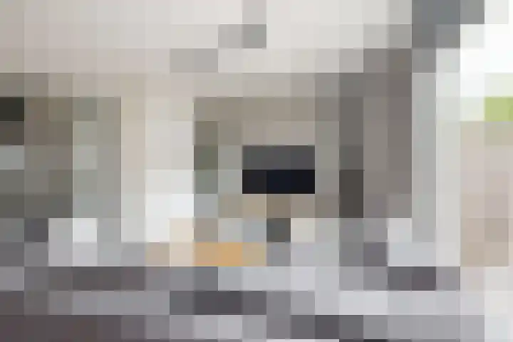 Sterappel 34 Fijnaart thumbnail 13