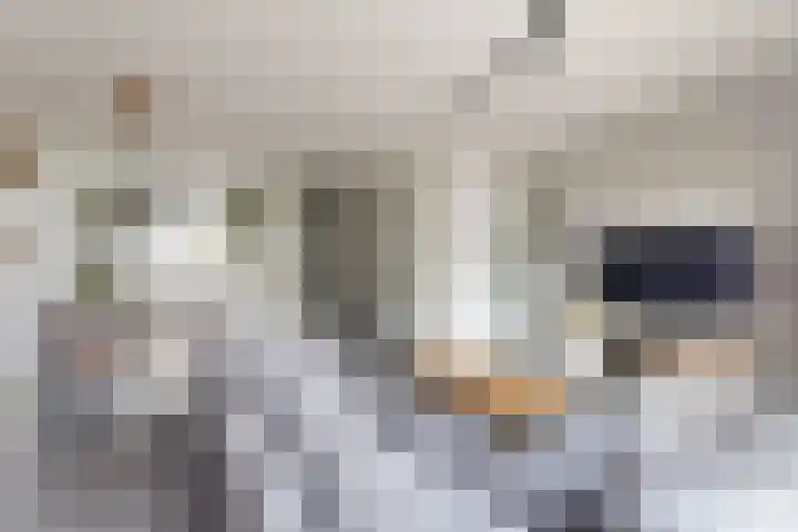 Sterappel 34 Fijnaart thumbnail 18