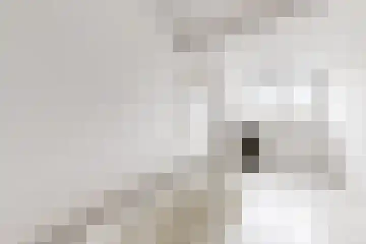 Sterappel 34 Fijnaart thumbnail 46