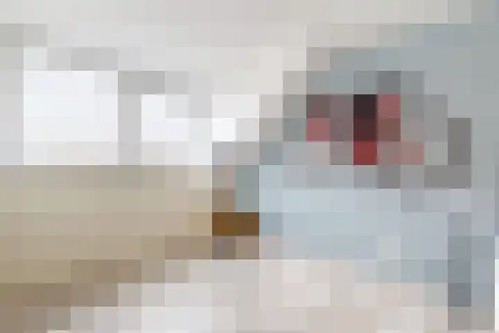 Sterappel 34 Fijnaart thumbnail 52