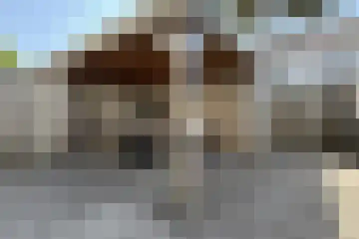 Sterappel 34 Fijnaart thumbnail 57