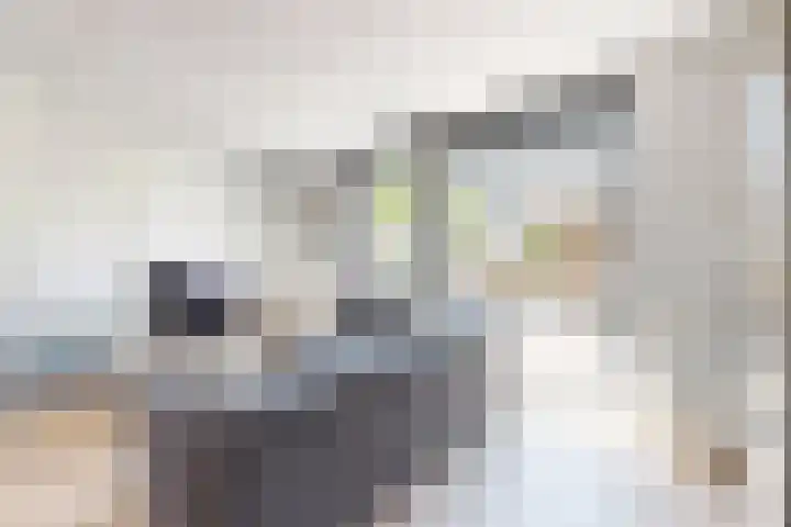 Sterappel 36 Fijnaart thumbnail 11
