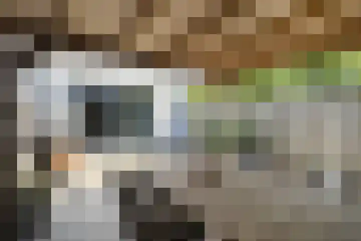 Sterappel 36 Fijnaart thumbnail 49