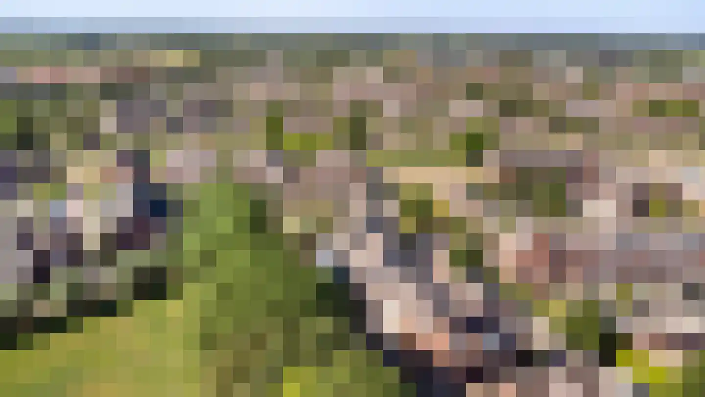 Sterappel 54 Barneveld thumbnail 38