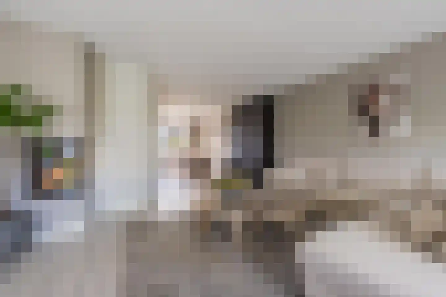 Sterappel 64 Geldermalsen thumbnail 18