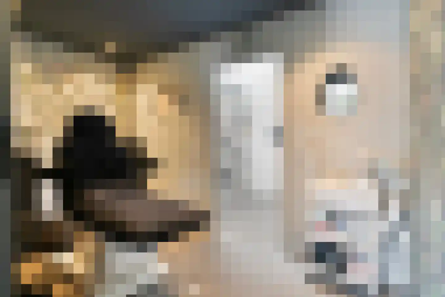 Sterappel 7 Uden thumbnail 17