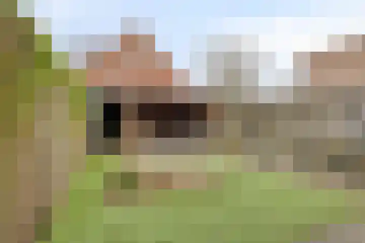 Sterappel 86 Barneveld thumbnail 29