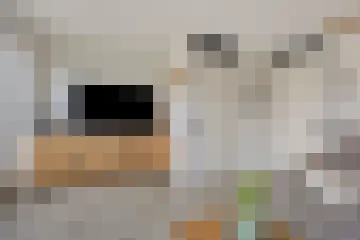 Sterappel 86 Barneveld thumbnail 8