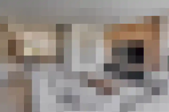Sterappelpad 9 Hoef en Haag thumbnail 7