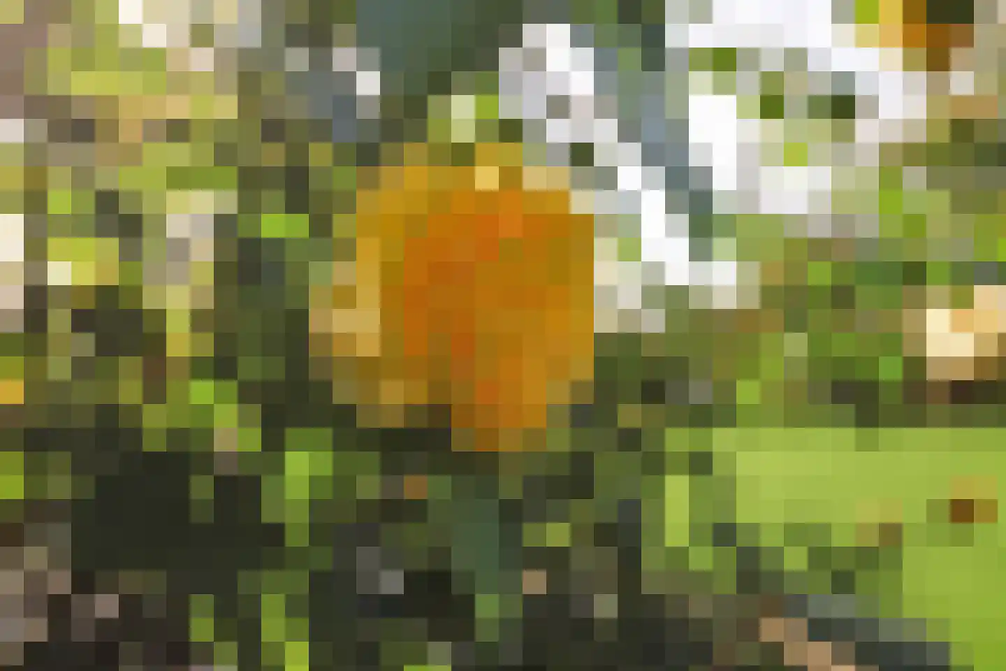 Sterappelstraat 37 Kapelle thumbnail 60