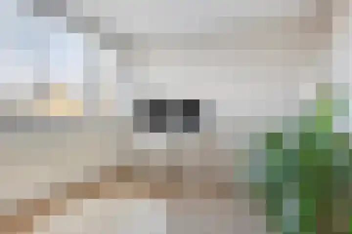 Sterappelstraat 7 Eindhoven thumbnail 16
