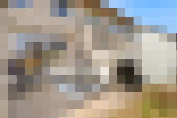 Sterduinstraat 64 Almere thumbnail 27