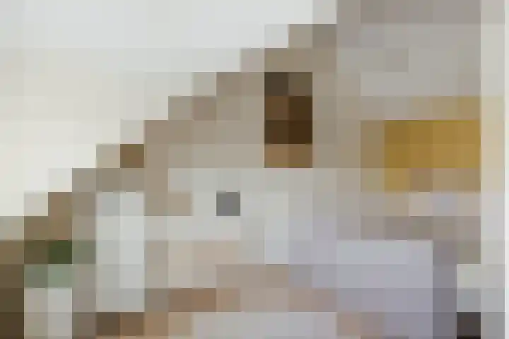 Sterhyacint 25 Twello thumbnail 27