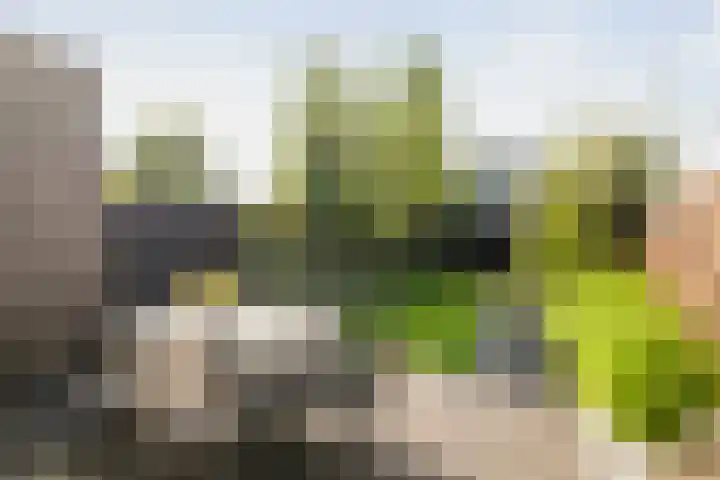 Sterhyacint 25 Twello thumbnail 29
