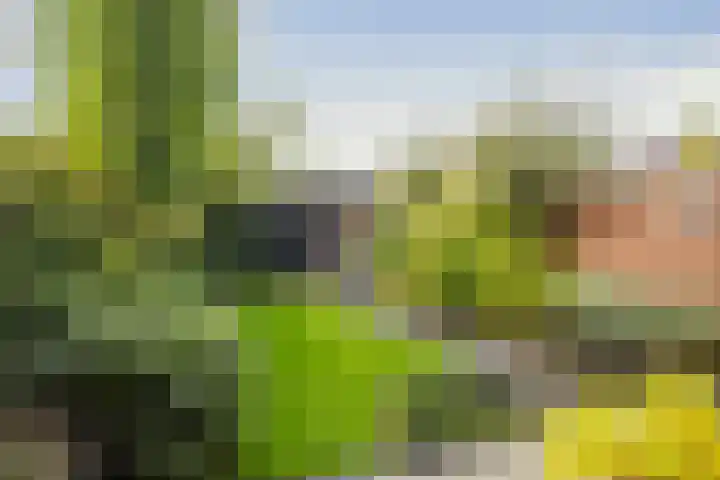 Sterhyacint 25 Twello thumbnail 30