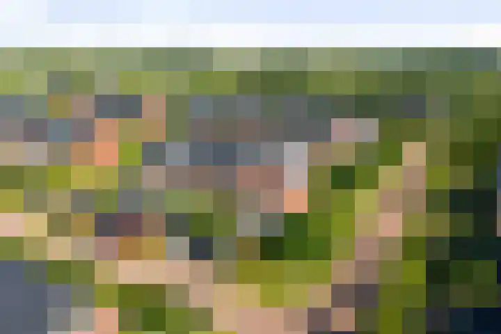 Sterhyacint 25 Twello thumbnail 33