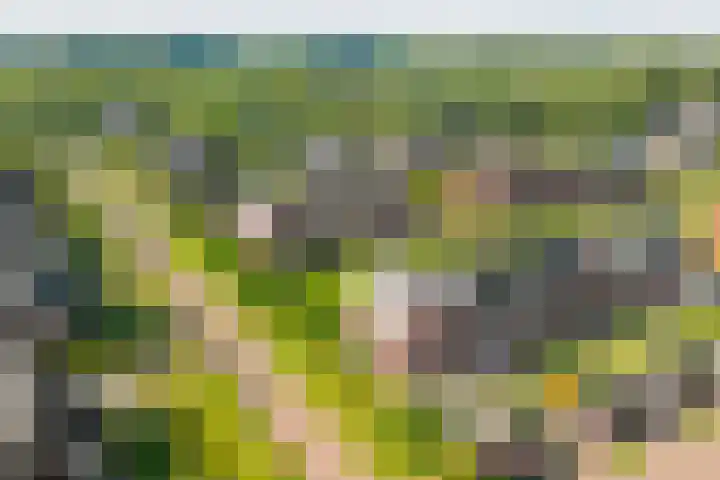 Sterhyacint 25 Twello thumbnail 34