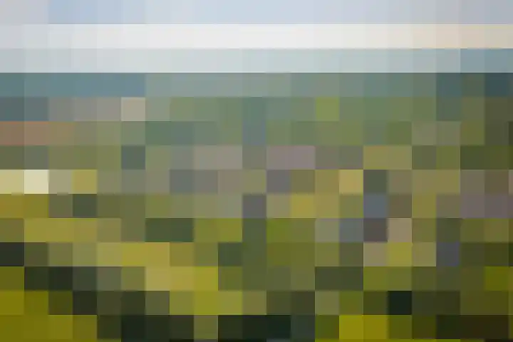 Sterhyacint 25 Twello thumbnail 36
