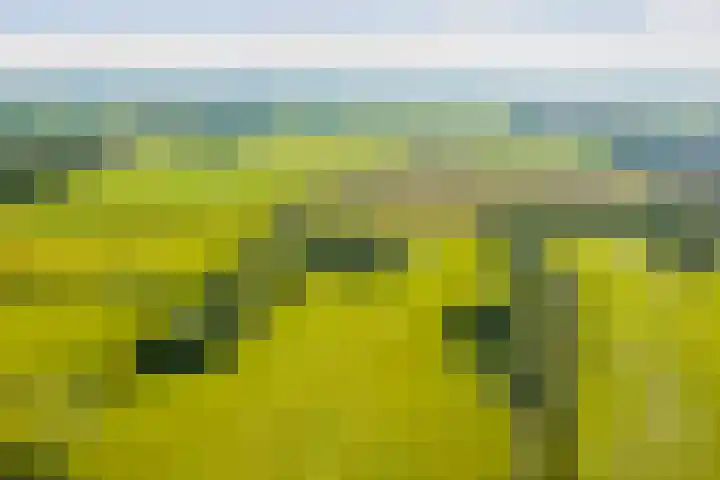 Sterhyacint 25 Twello thumbnail 37