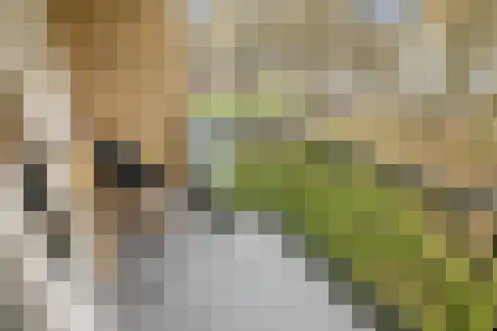 Sterkenburg 23 Amsterdam thumbnail 4