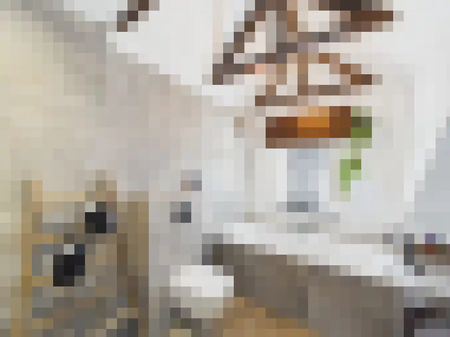Stern 4 Terneuzen thumbnail 38