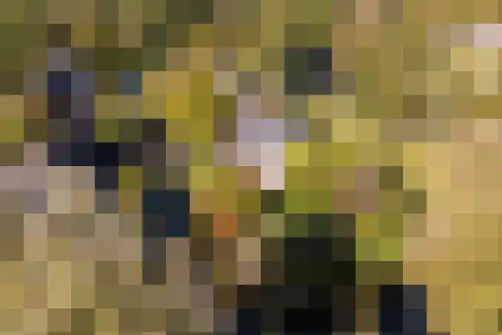 Stern 7 Broek op Langedijk thumbnail 67
