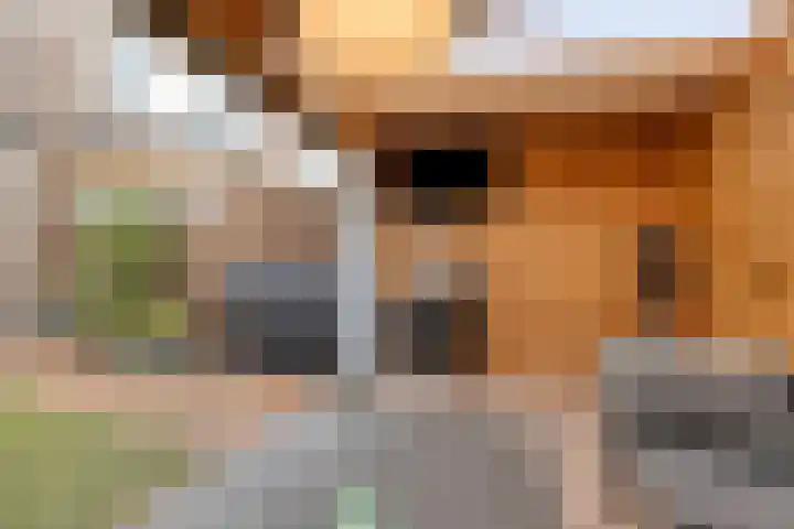 Sternhof 6 Lisse thumbnail 36