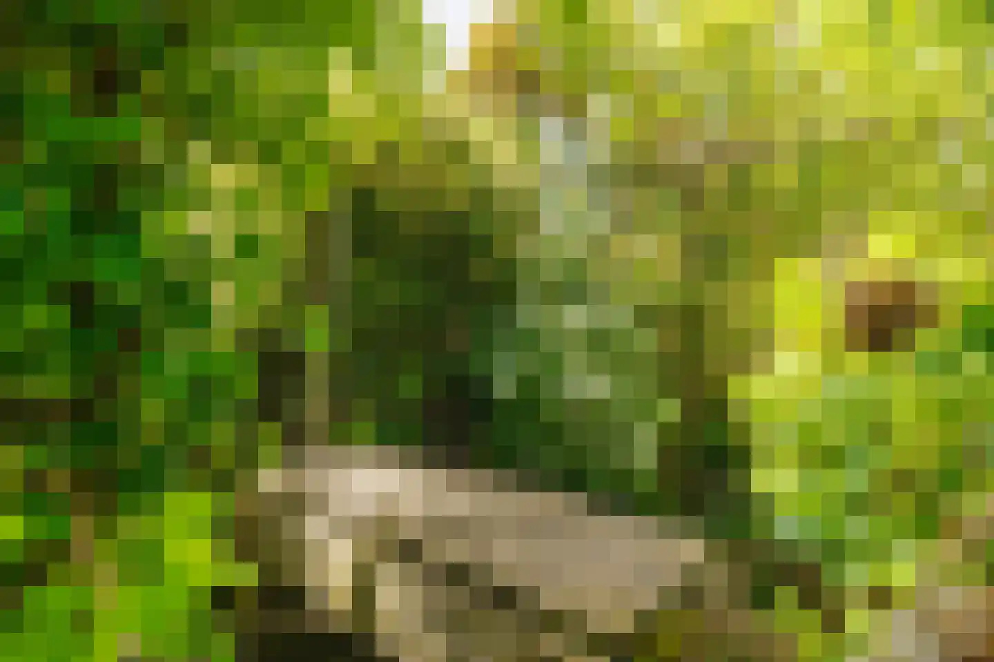 Sternhorst 103 Ballum thumbnail 22
