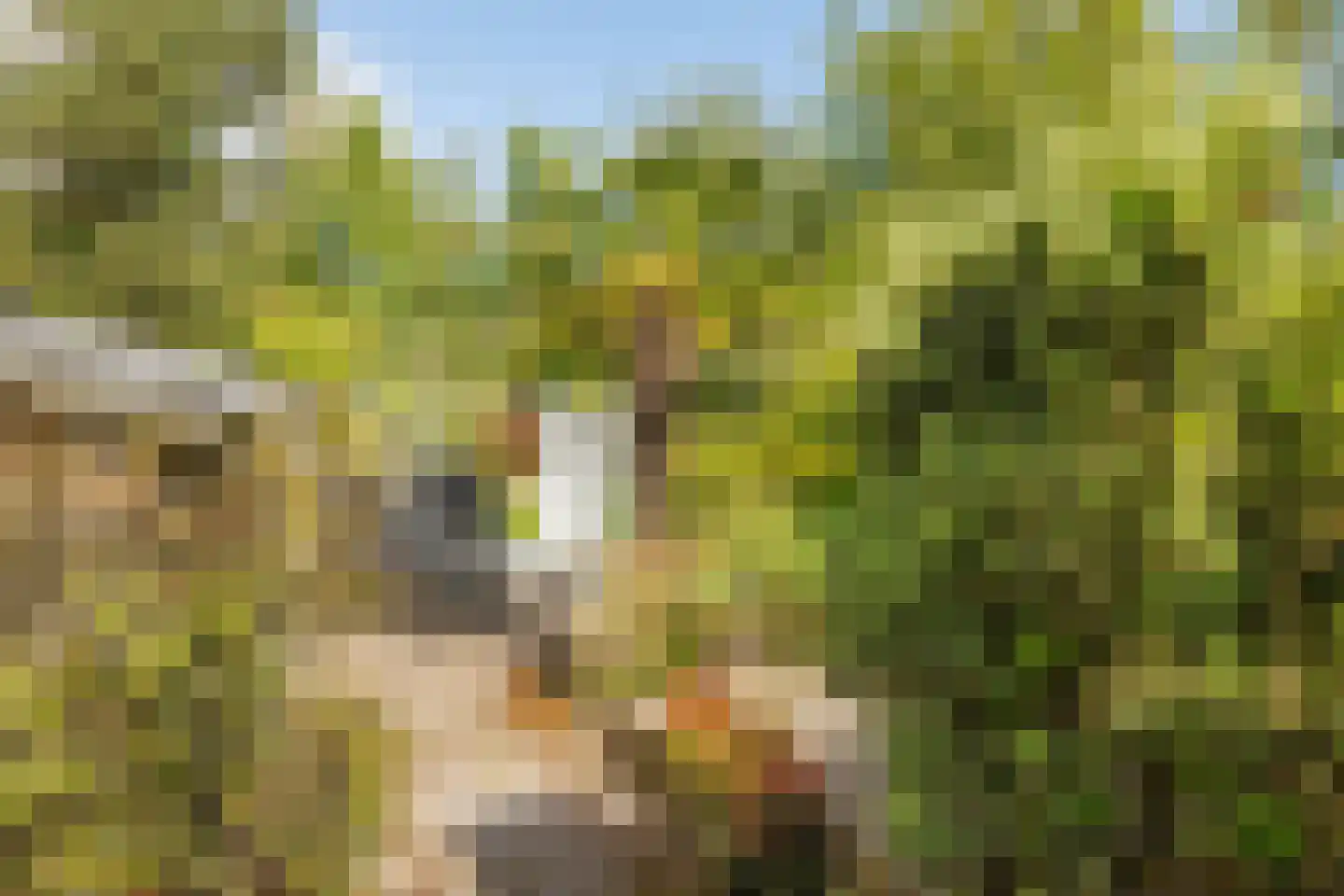 Sternhorst 103 Ballum thumbnail 24
