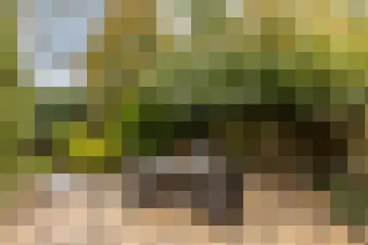 Sternlaan 44 Vlijmen thumbnail 24
