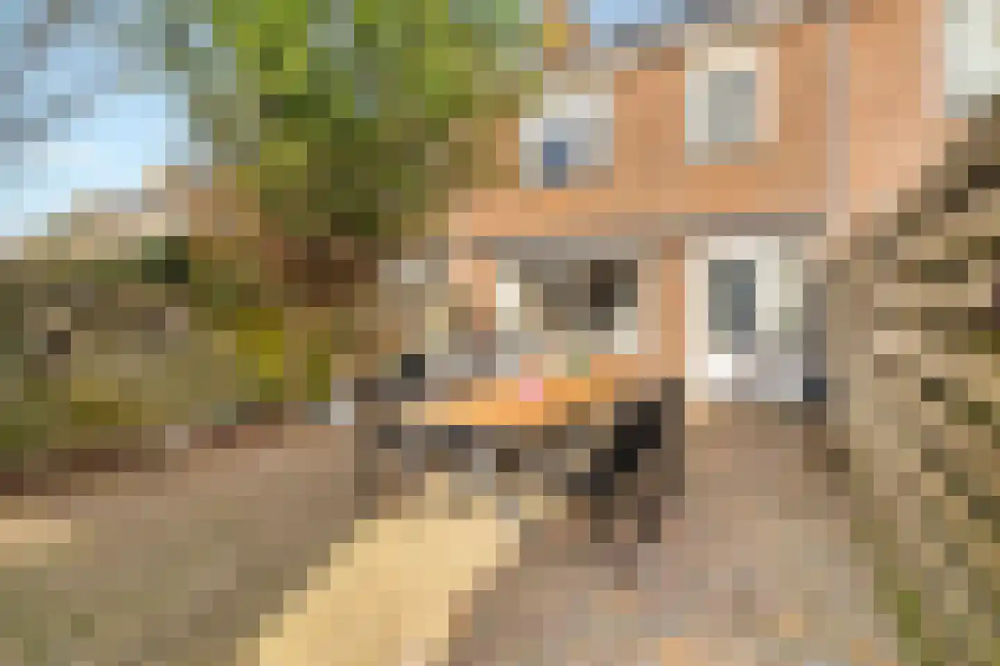 Sternstraat 10 Petten thumbnail 21