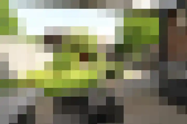 Sterplein 34 Heel thumbnail 11