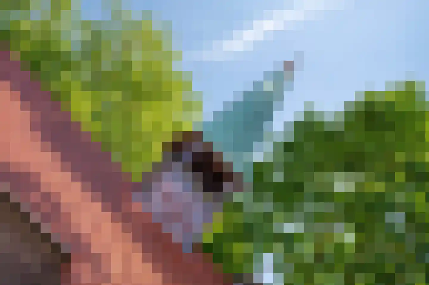 Sterre der Zeeplein 12 Papenhoven thumbnail 31