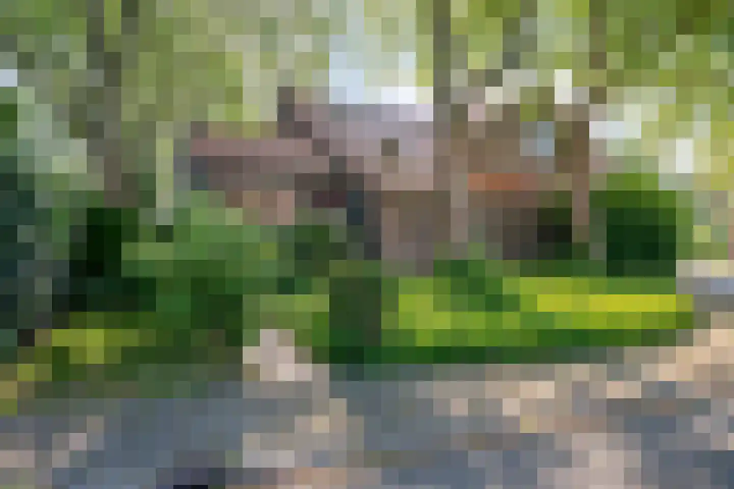 Sterre der Zeeplein 12 Papenhoven thumbnail 8