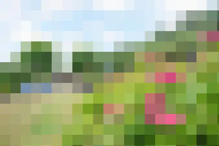Sterre der Zeeplein 4 Papenhoven thumbnail 34