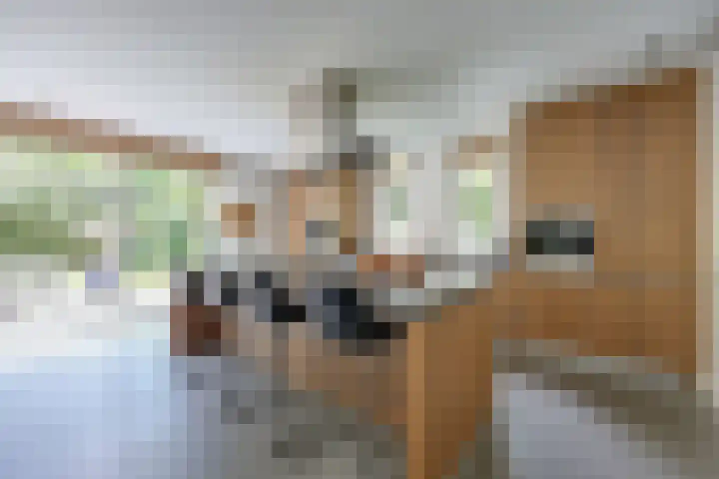 Sterreboslaan 13 Huizen thumbnail 9
